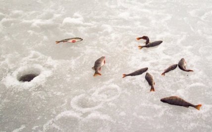 окунь пойманный зимой на Ладоге